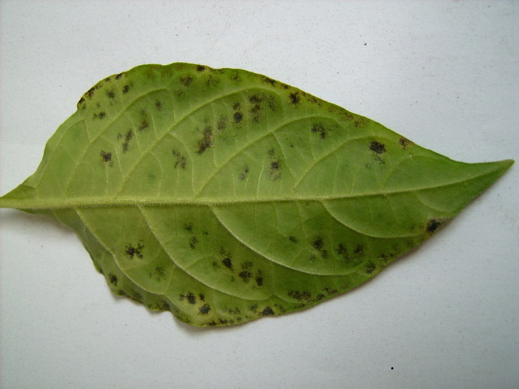 dsci0179.jpg