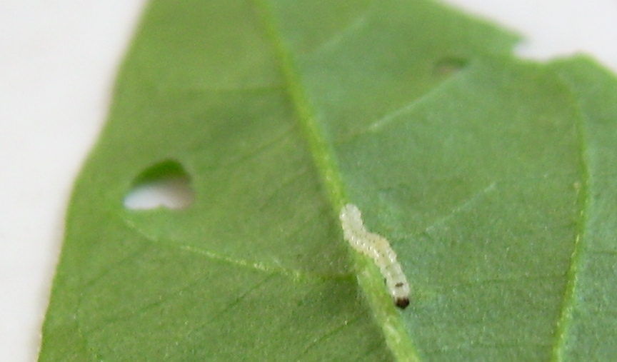 dsci0187_2.jpg