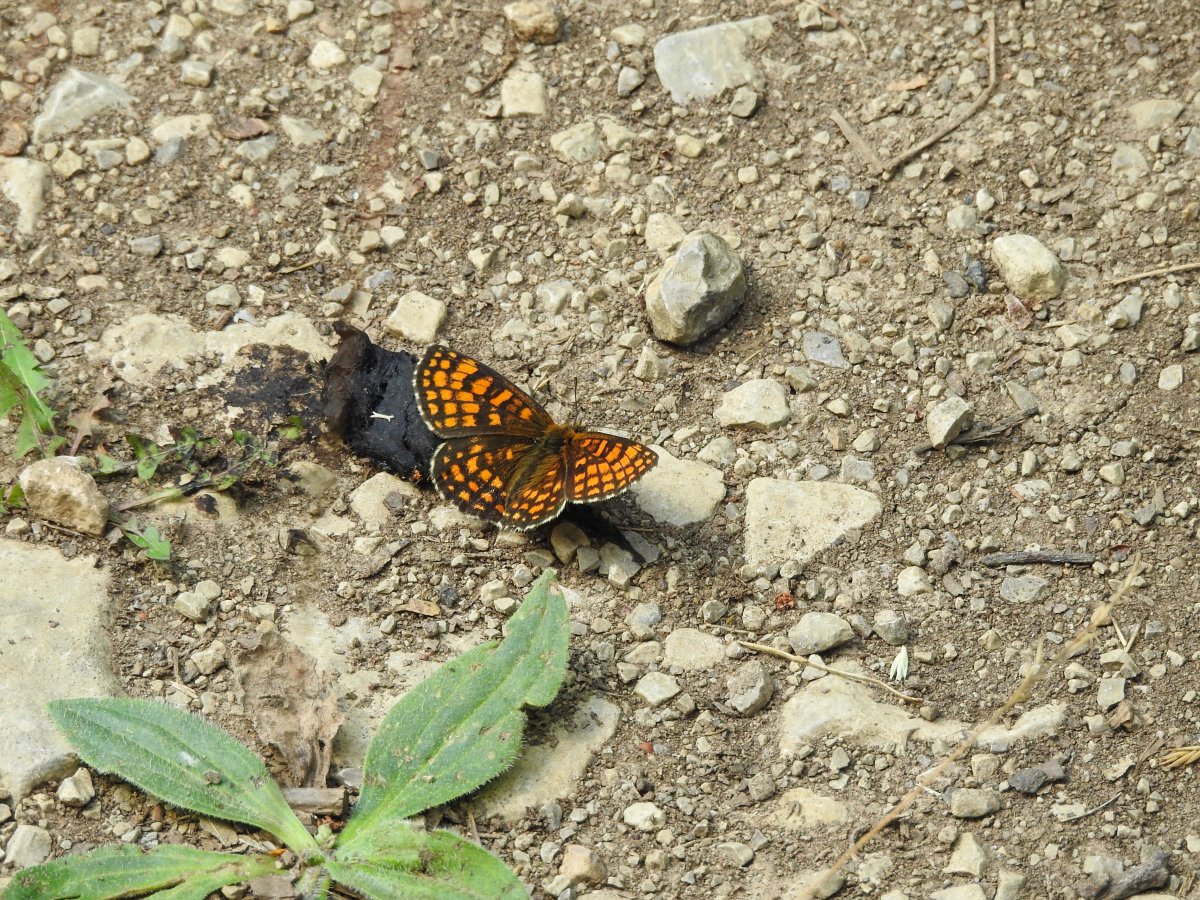 DSCN0341.jpg