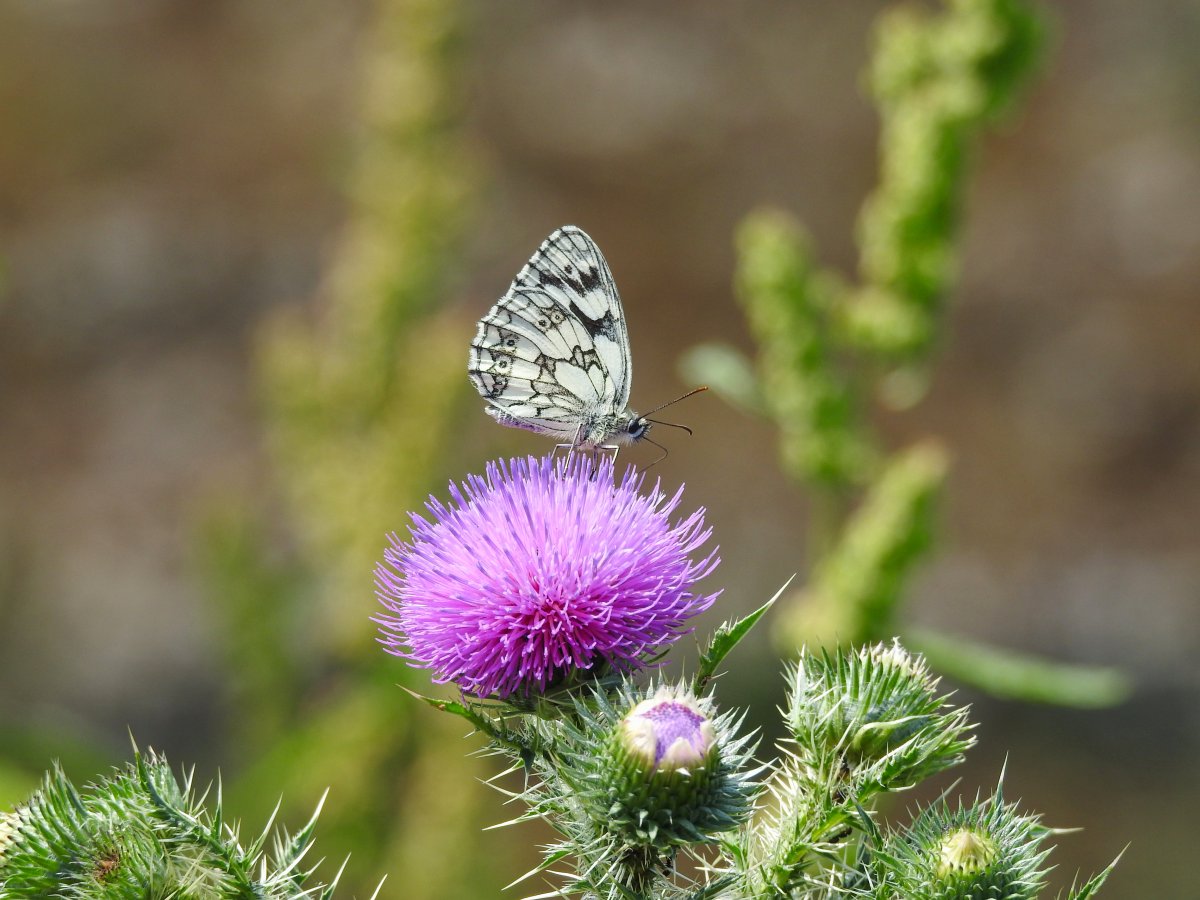 DSCN0347.jpg
