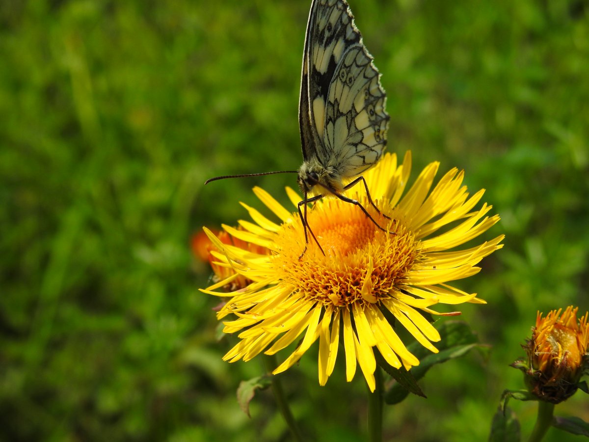DSCN0368.jpg