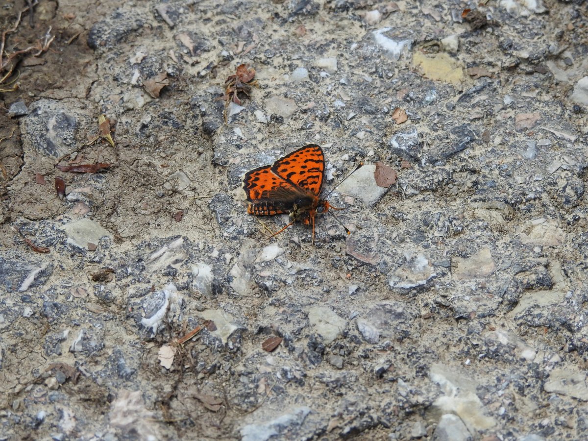 DSCN0377.jpg