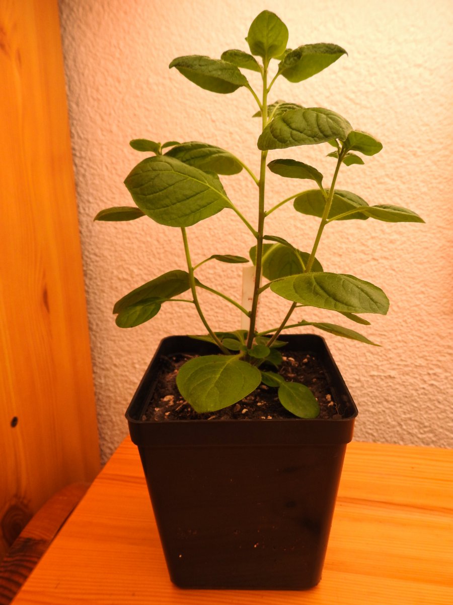 DSCN0510.jpg