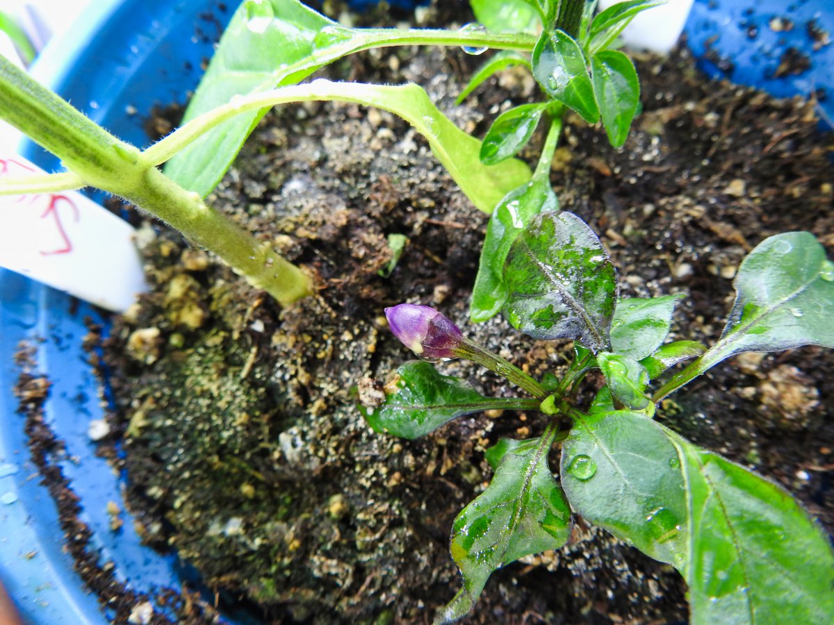 DSCN0518.jpg