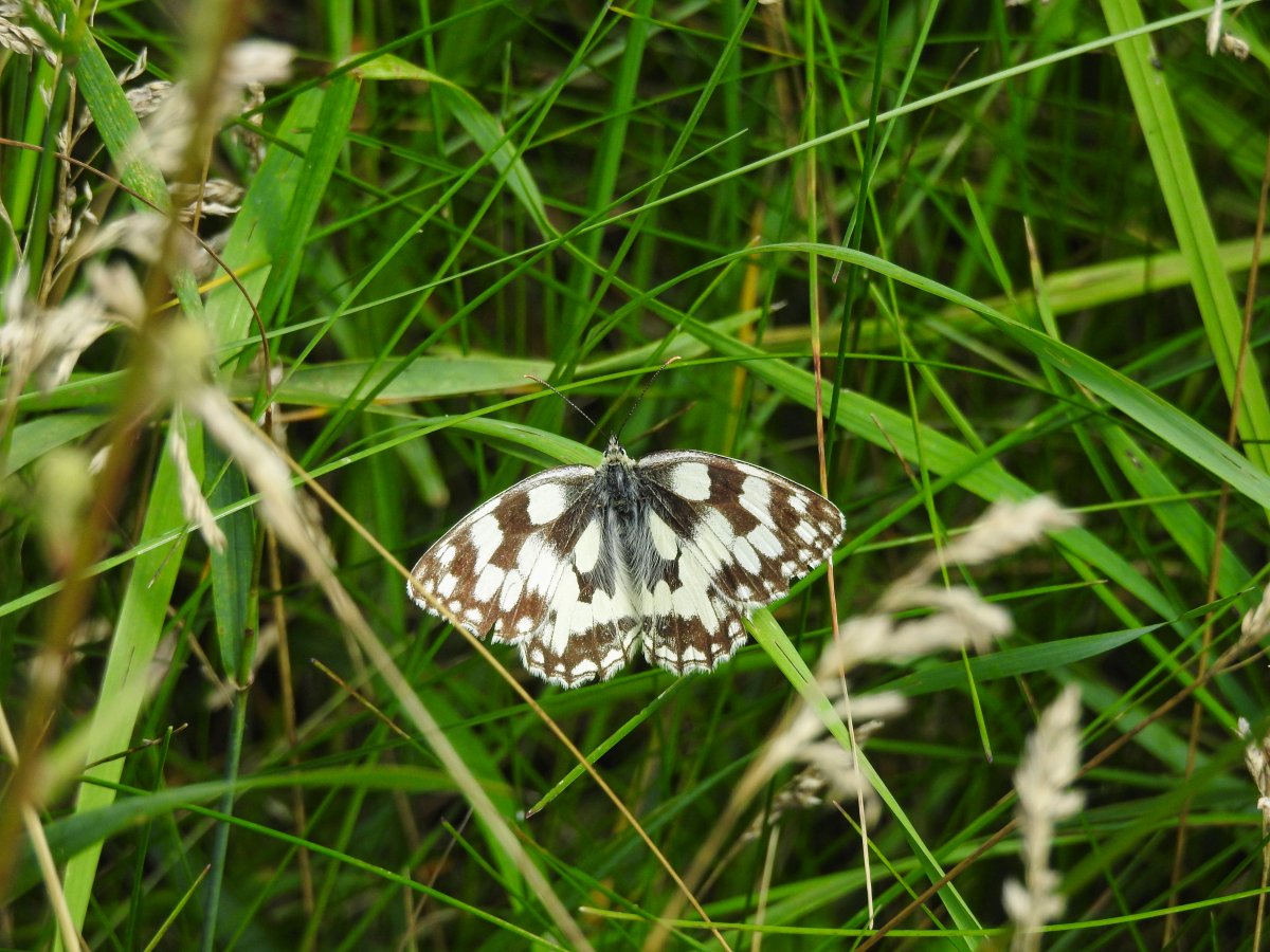 DSCN0720.jpg
