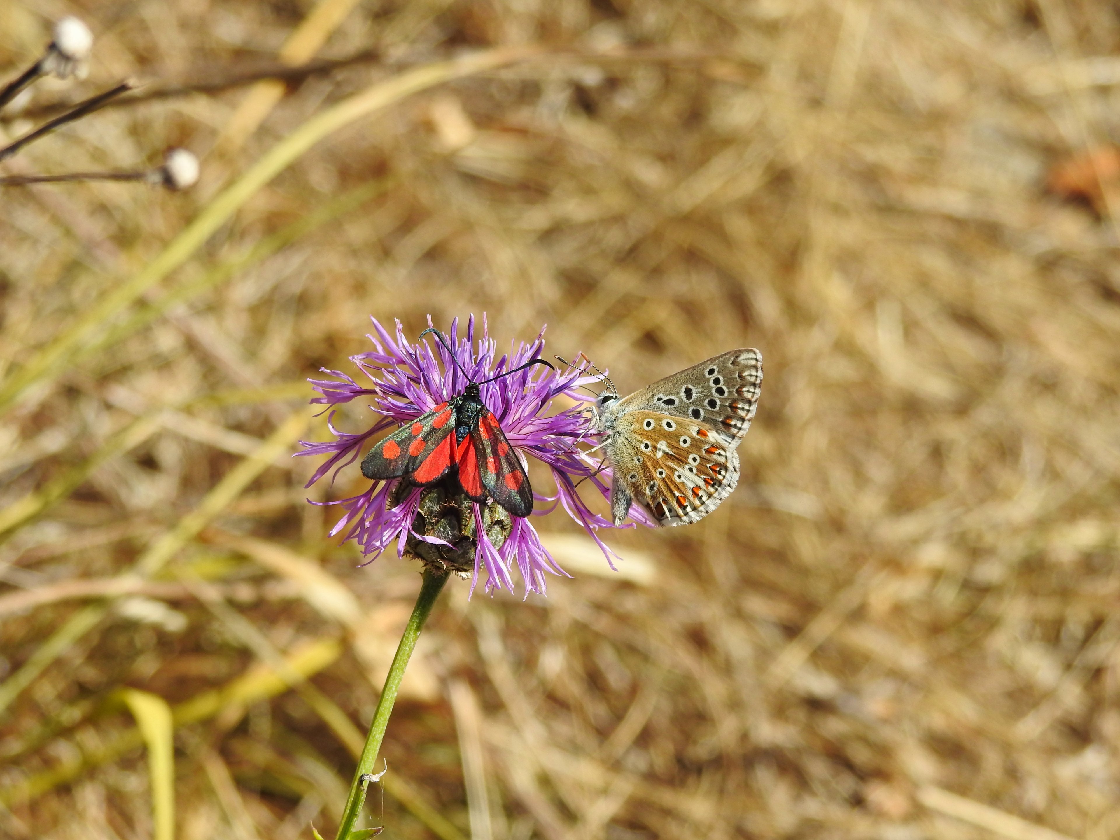 DSCN0790.jpg