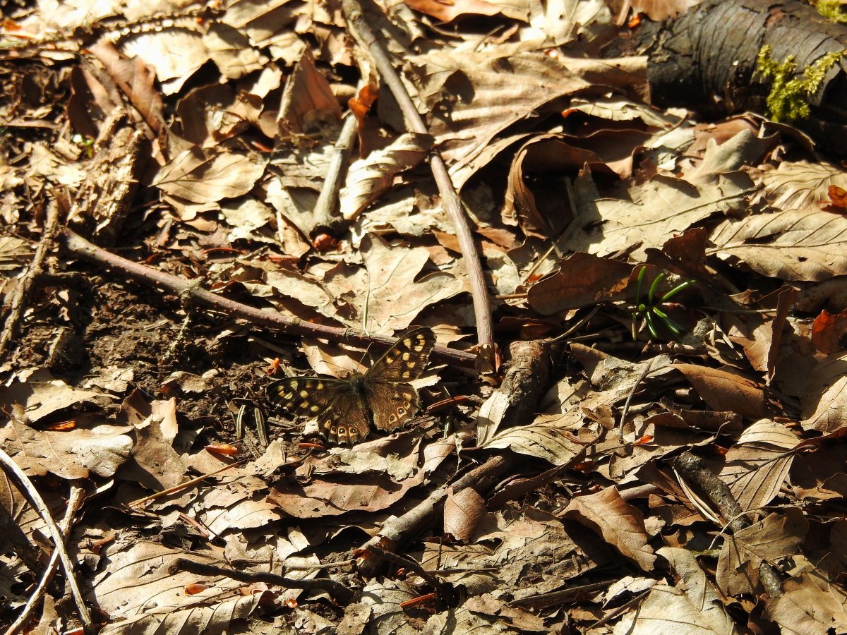 DSCN0823.jpg