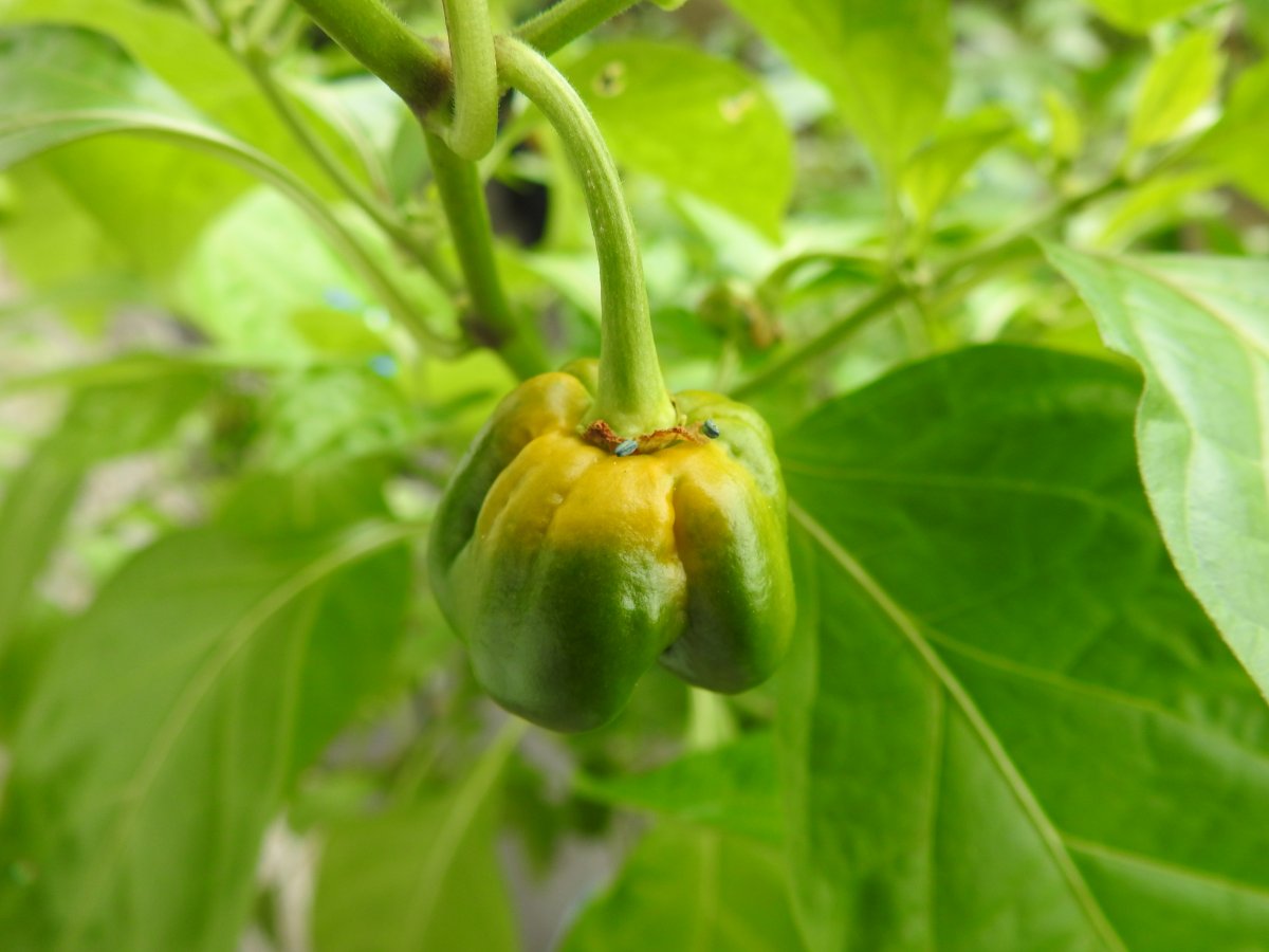 DSCN0991.JPG