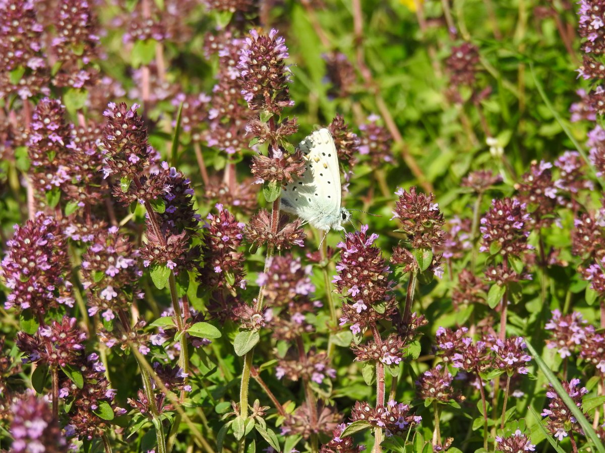 DSCN1518.jpg