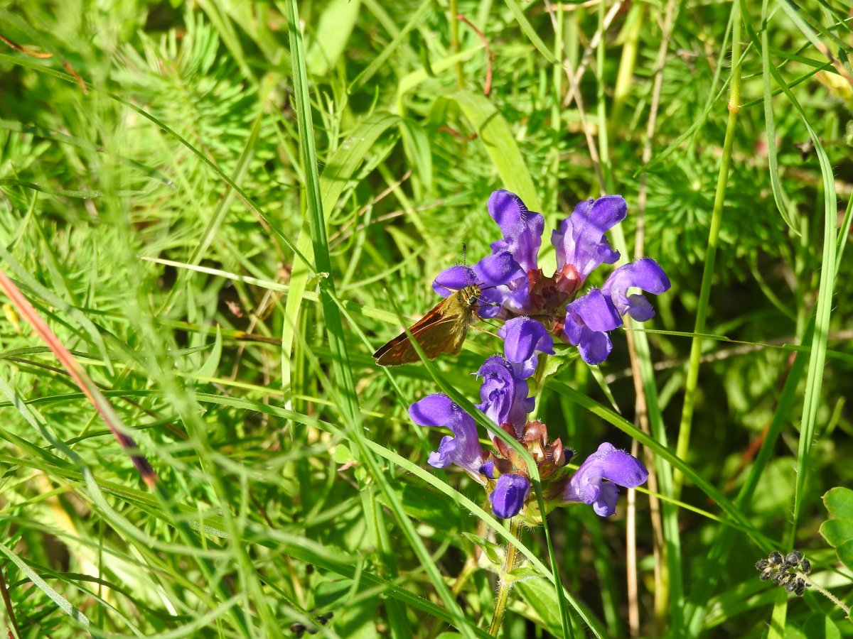 DSCN1562.jpg