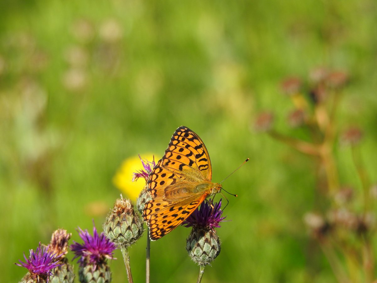 DSCN1567.jpg