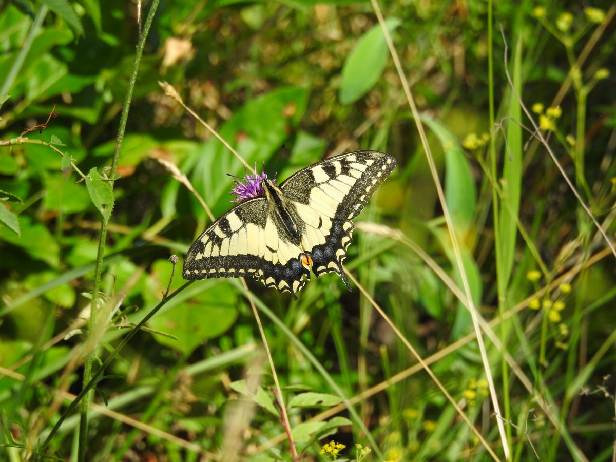 DSCN1605.jpg