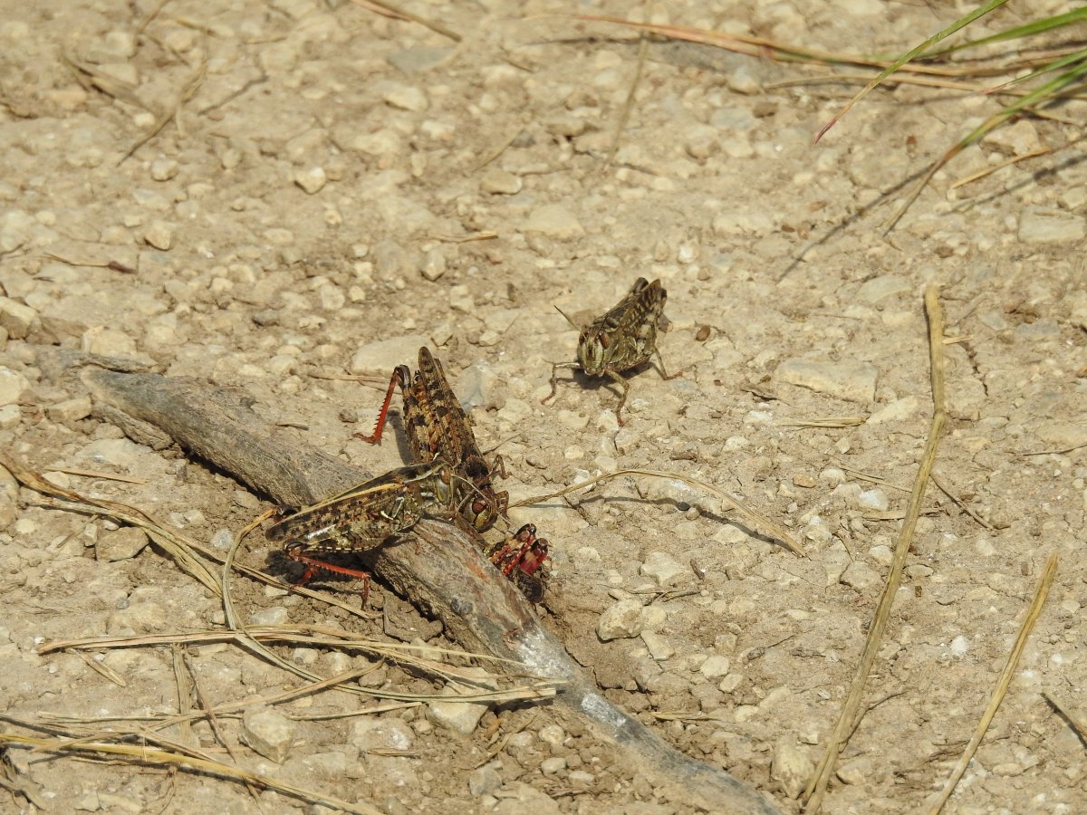 DSCN1620.jpg