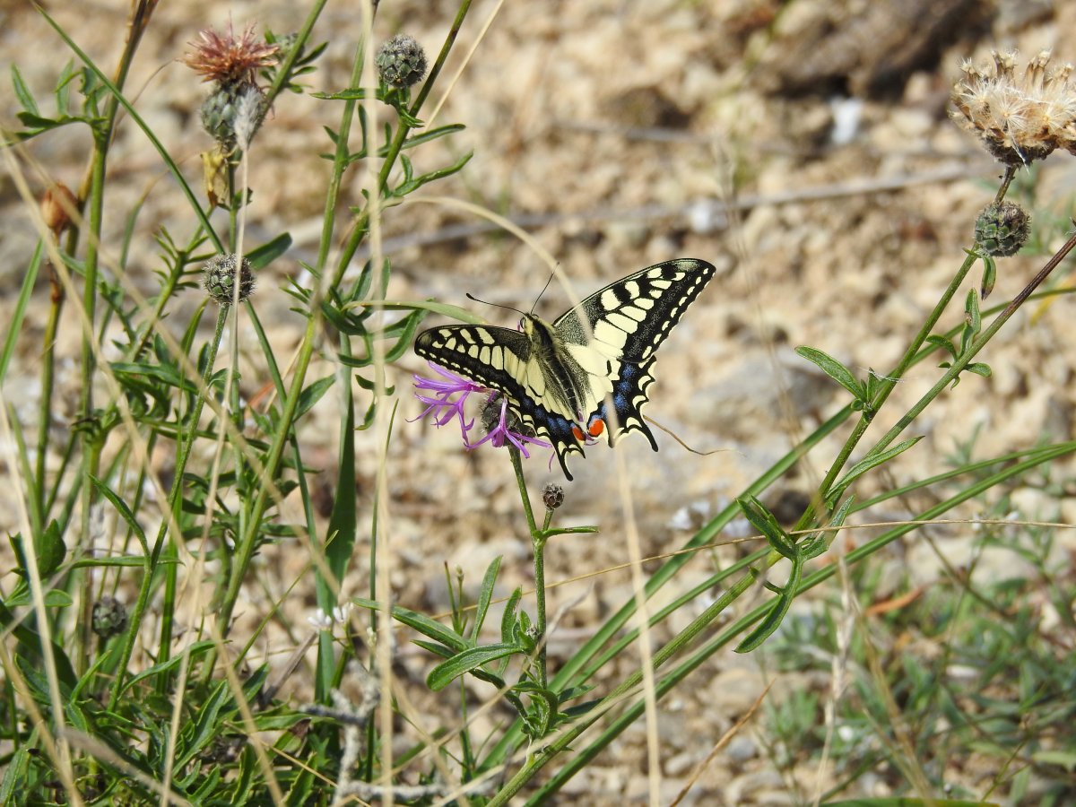 DSCN1631.jpg