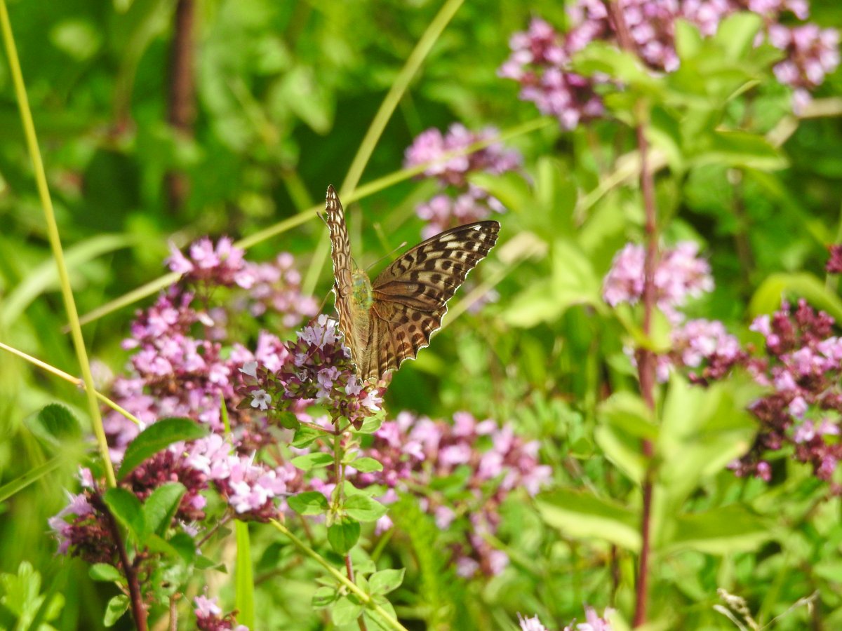 DSCN1637.jpg