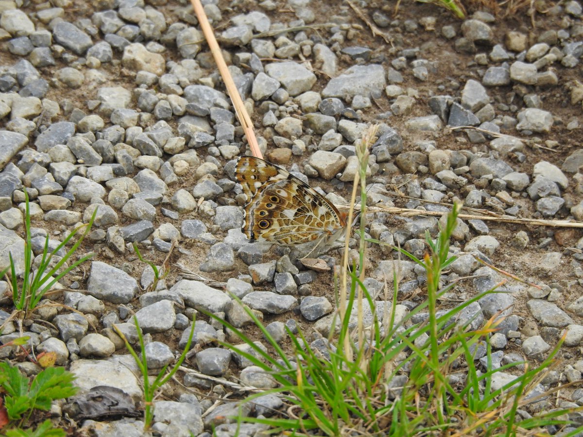 DSCN1710.jpg