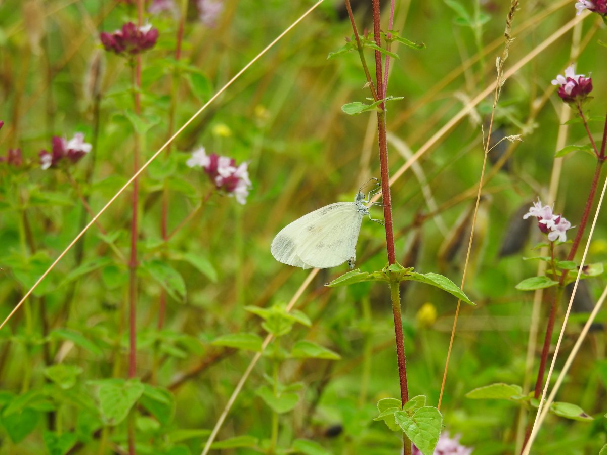 DSCN1721.jpg