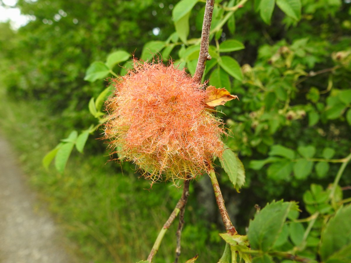 DSCN1740.jpg