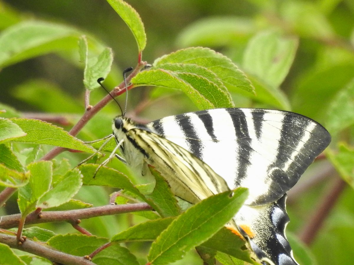 DSCN1755.jpg