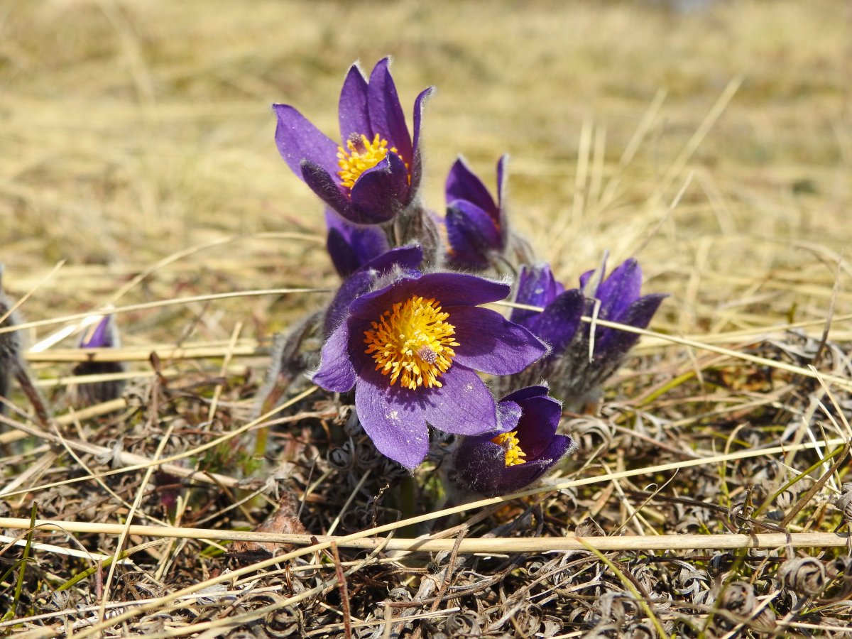 DSCN7371.jpg