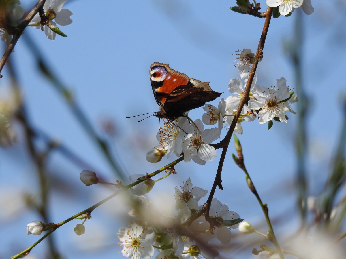 DSCN7609.jpg