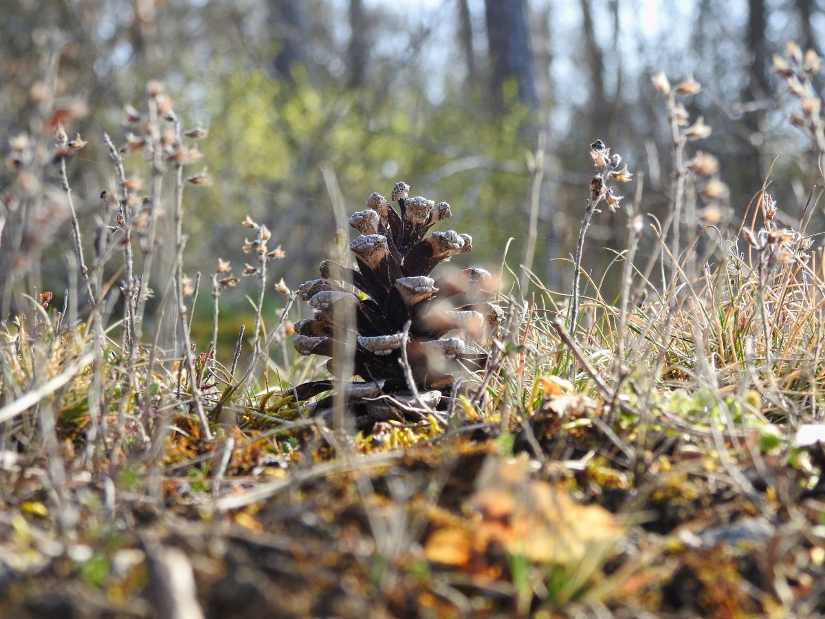 DSCN7683.jpg