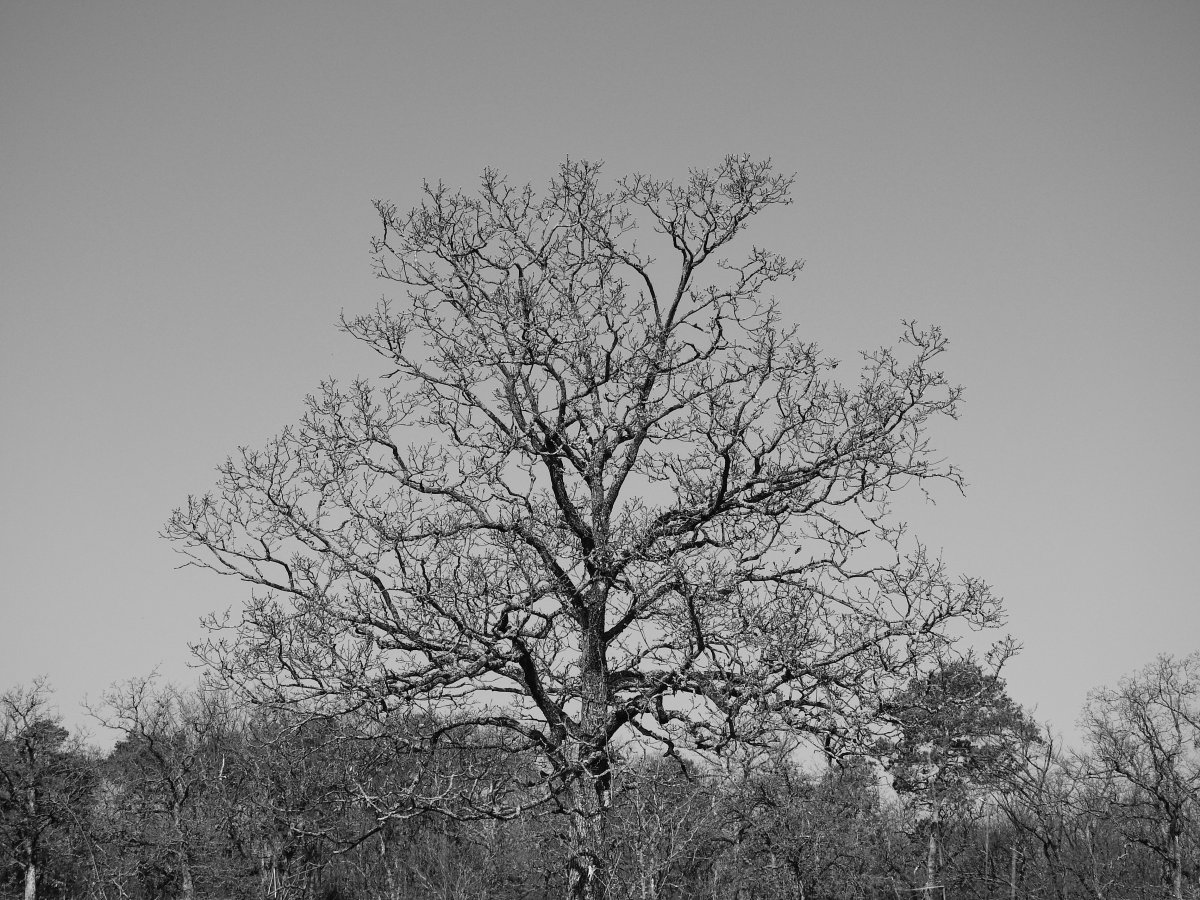 DSCN7727.jpg