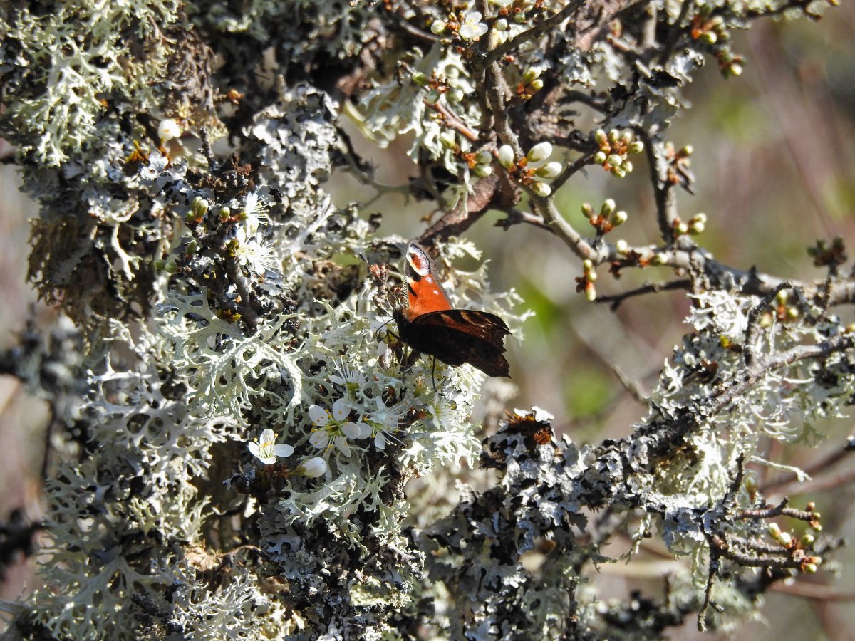 DSCN7747.jpg