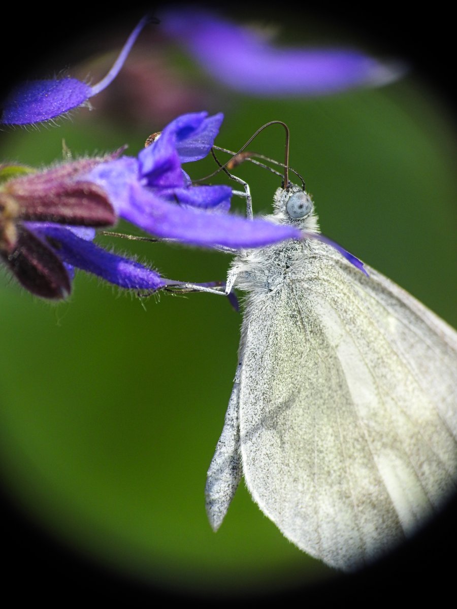 DSCN8137.jpg