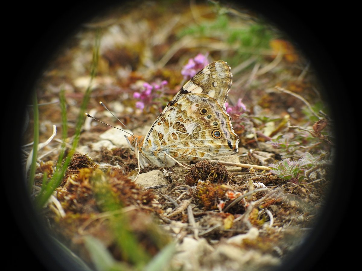 DSCN8341.jpg