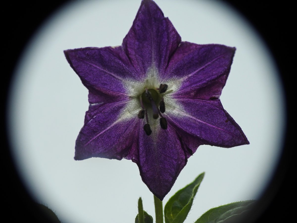 DSCN8558.jpg