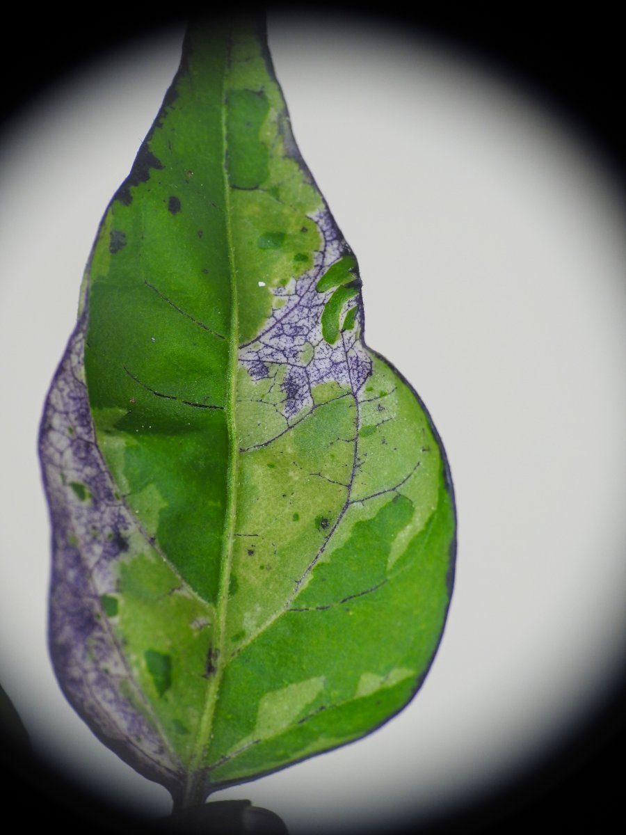 DSCN8563.jpg