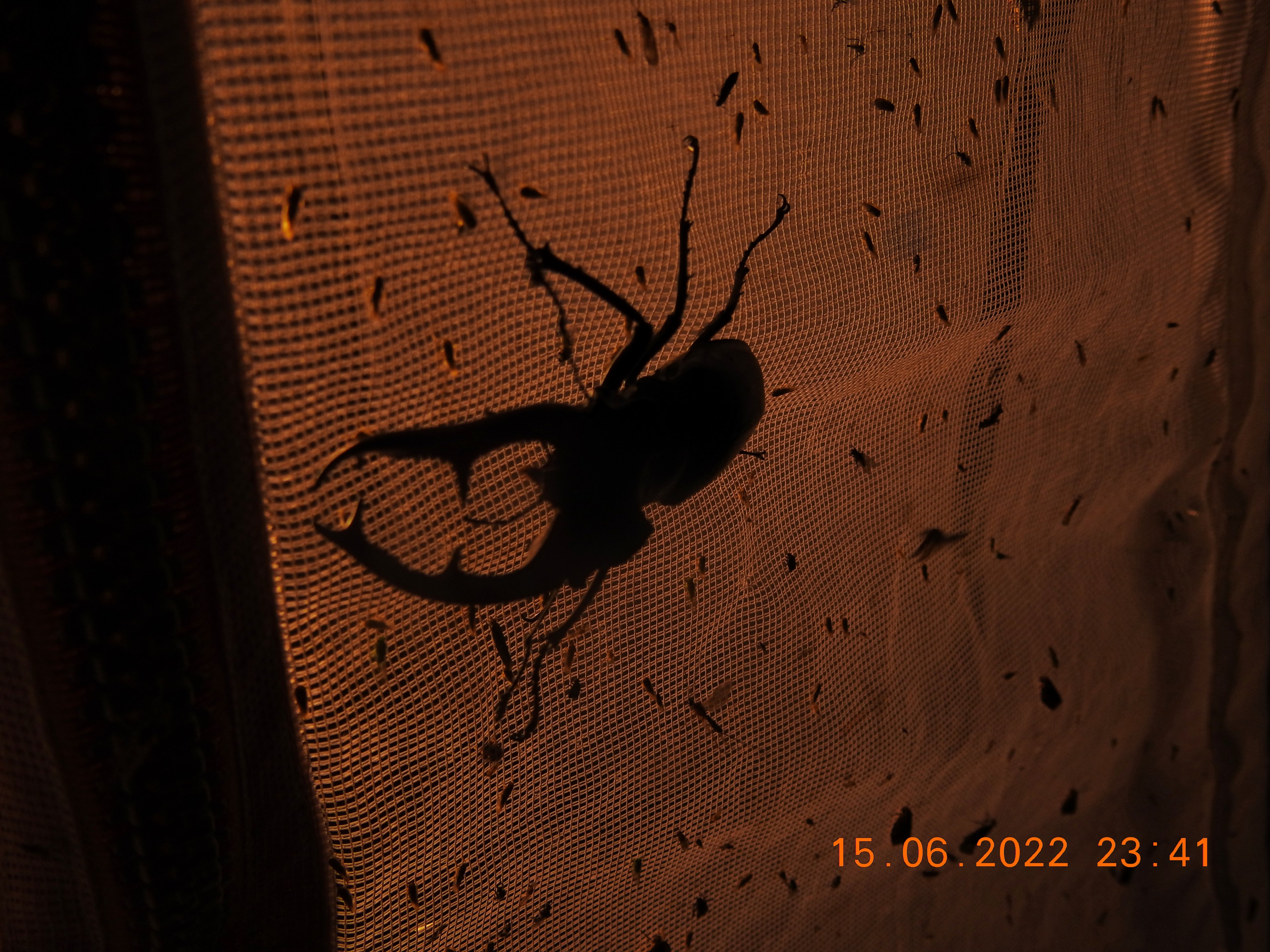 DSCN8858.jpg