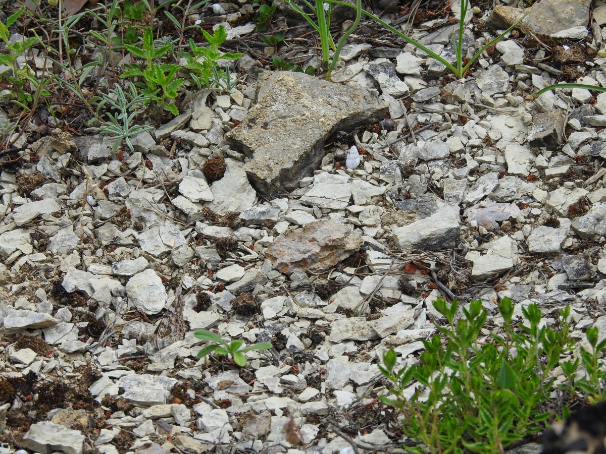 DSCN9979.jpg