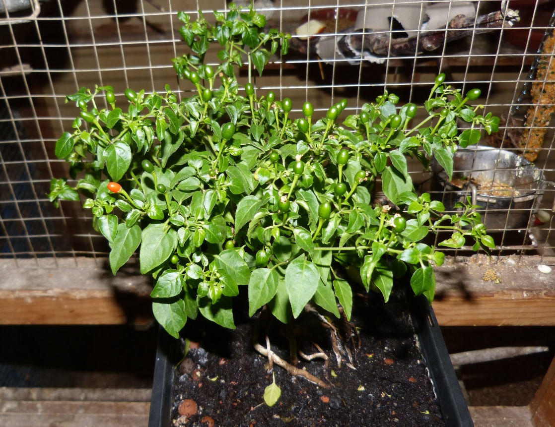 Dwarf Chiltepen 1.0.jpg