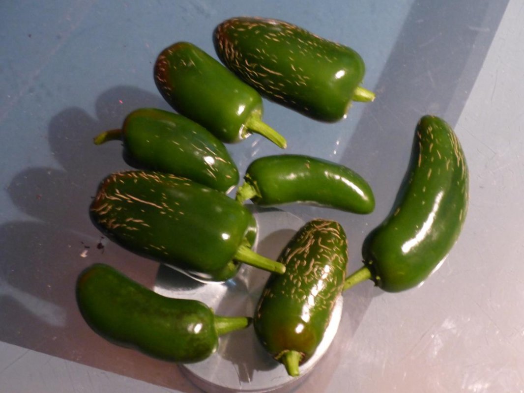 earlyjalapeno.jpg