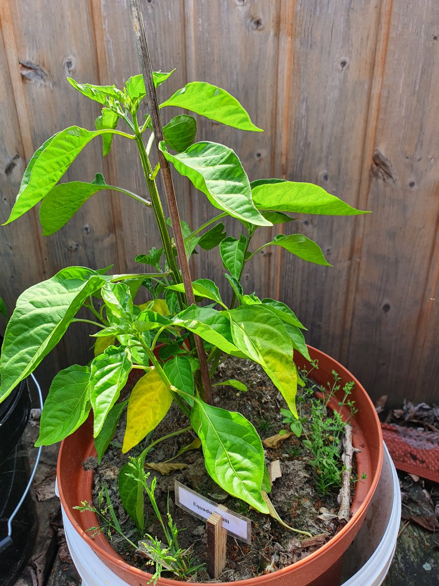 Equador Chilli  B.jpg