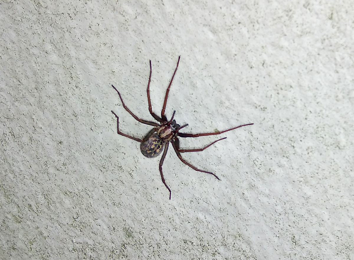 Eratigena_atrica.jpg
