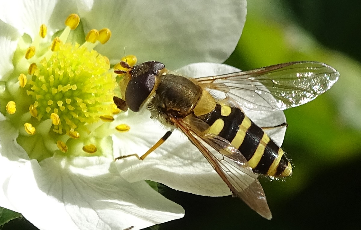 Erdbeere.jpg