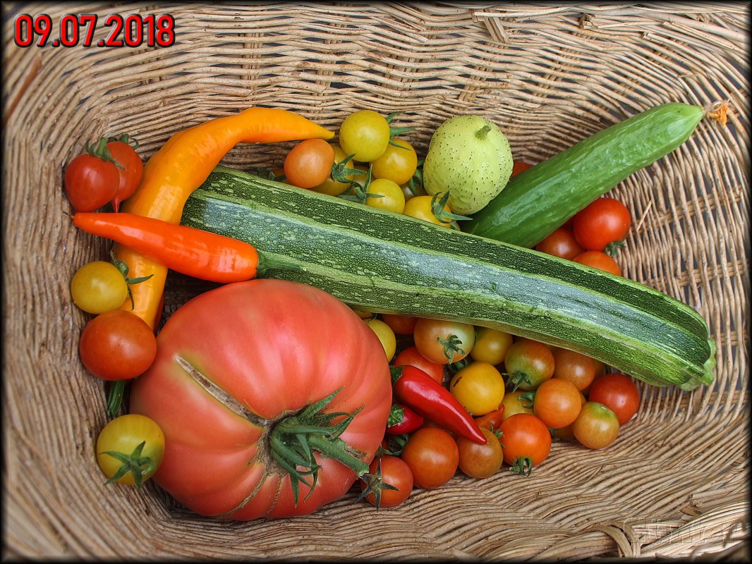 Ernte 09072018.JPG