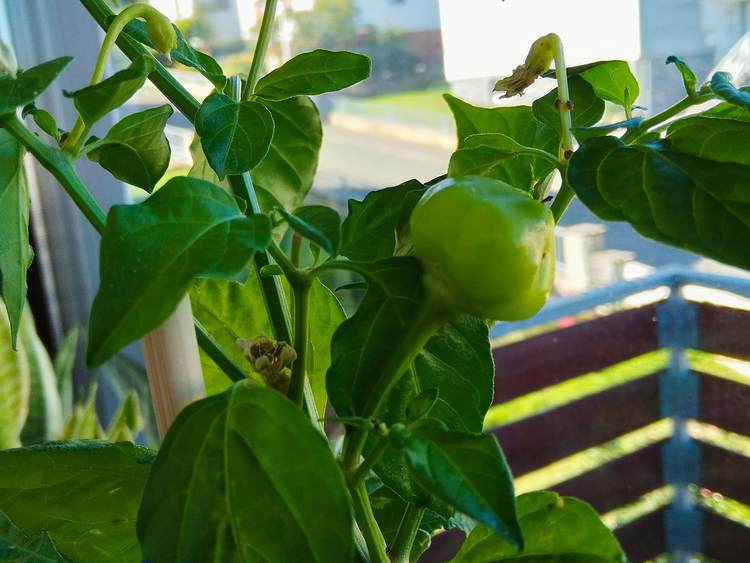 ExChili_Beere.jpg