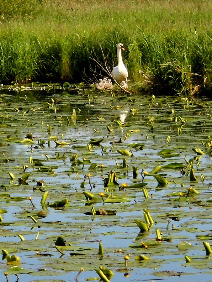Familie_Schwan-1.jpg