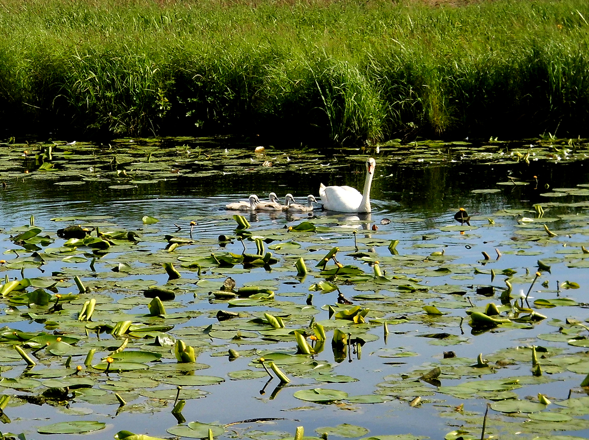 Familie_Schwan-3.jpg