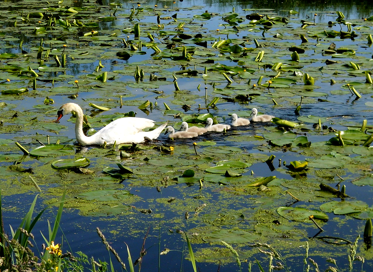 Familie_Schwan-5.jpg