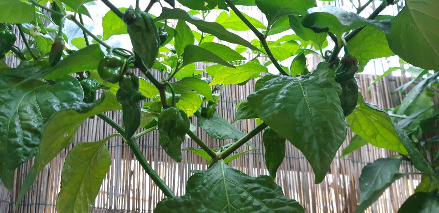 Fatalii _copy_896x435.jpg