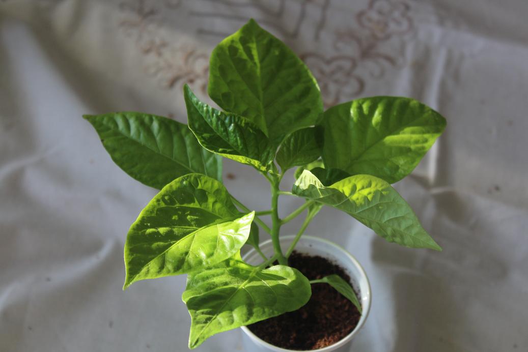 fatalii.jpg