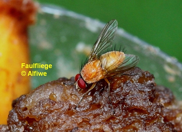 faulfliege1bminh.jpg