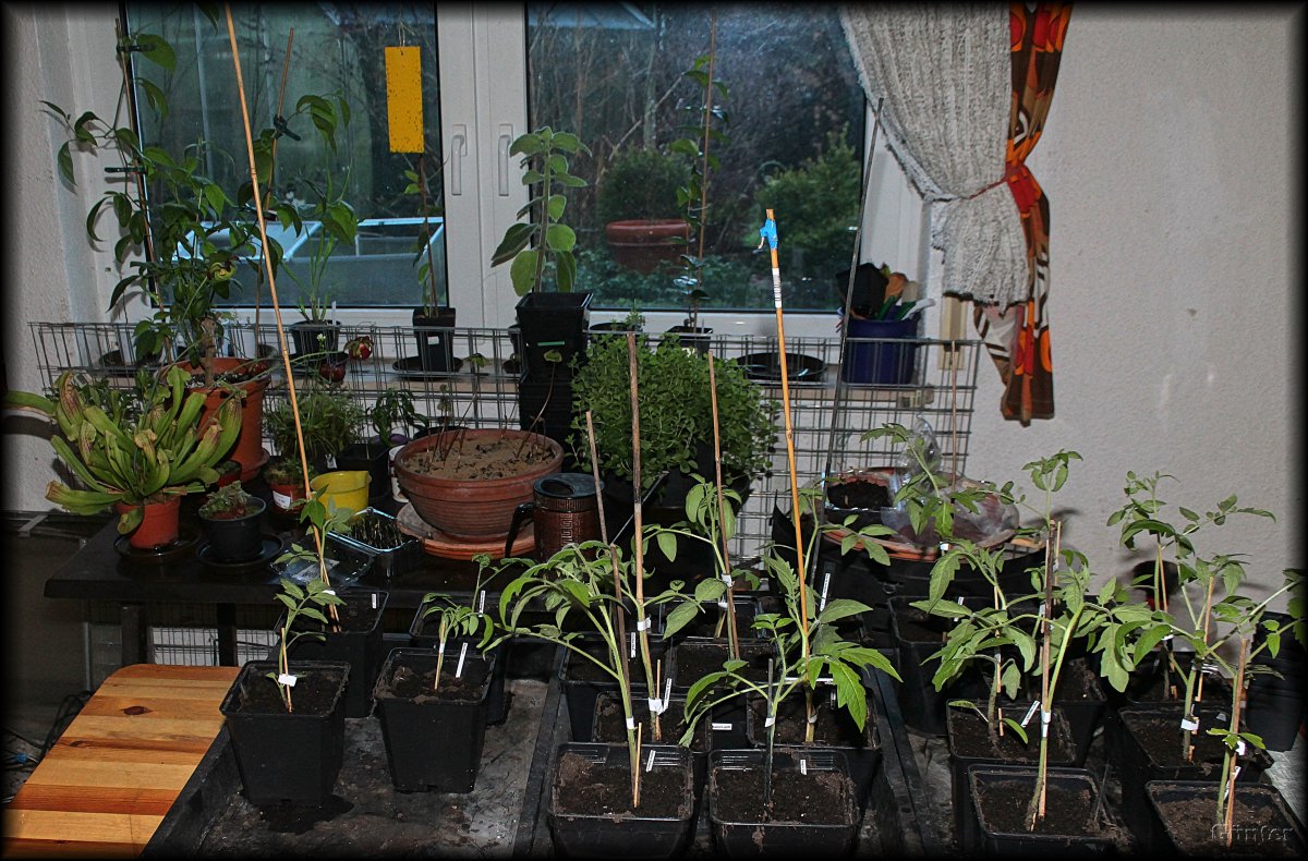 Fenster_28032018.JPG