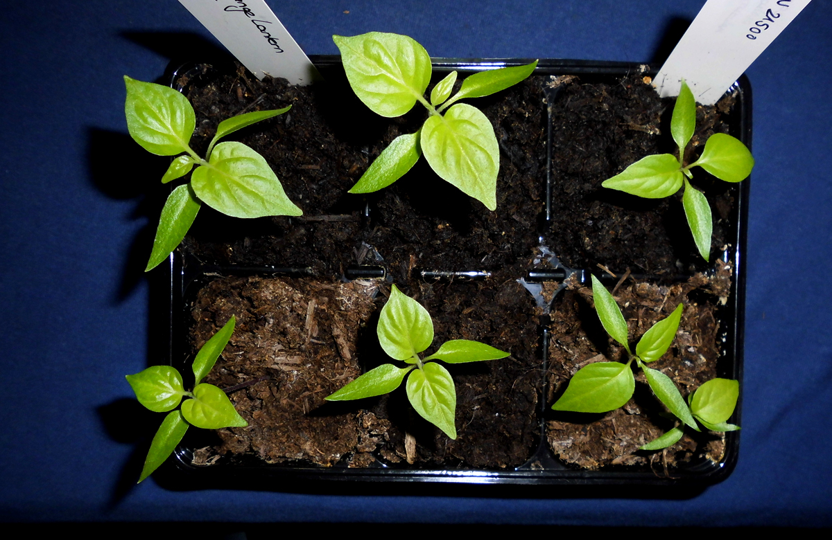 Fensterbankchilis-1.jpg