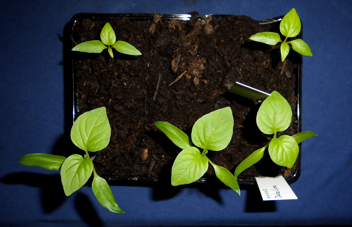 Fensterbankchilis-2.jpg